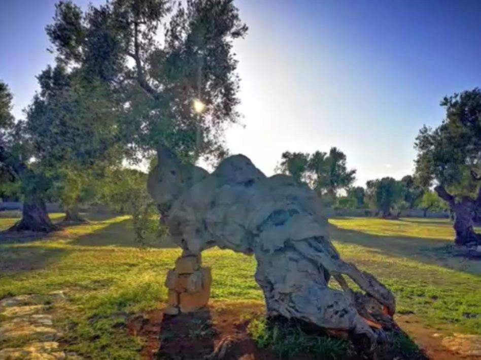Trullo L'ulivo Holiday home