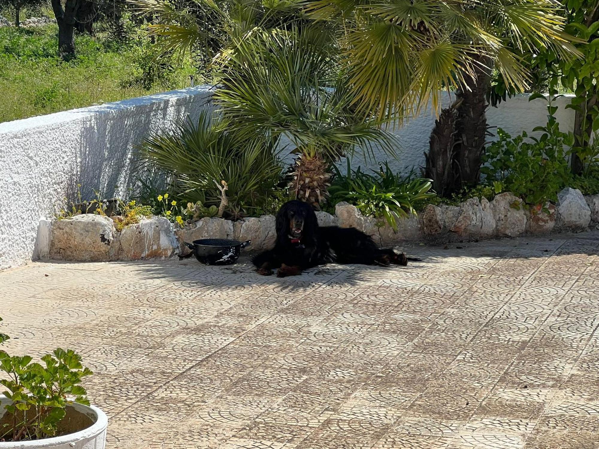 Trullo L'ulivo *