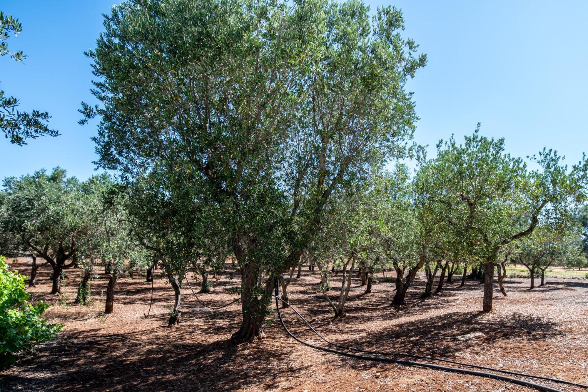 Trullo L'ulivo * Ostuni